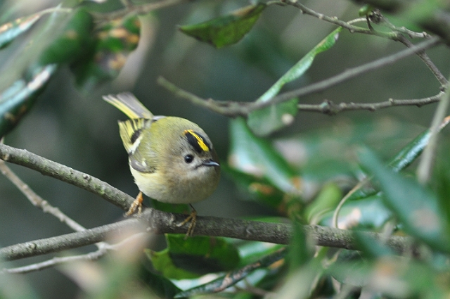 26 03 15_2630_edited-1.jpg - GOLDCREST - FROM MY BALCONY CENTRAL BOURNEMOUTH, DORSET - 27.3.15